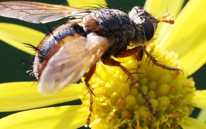Tachinidae: Tachina fera